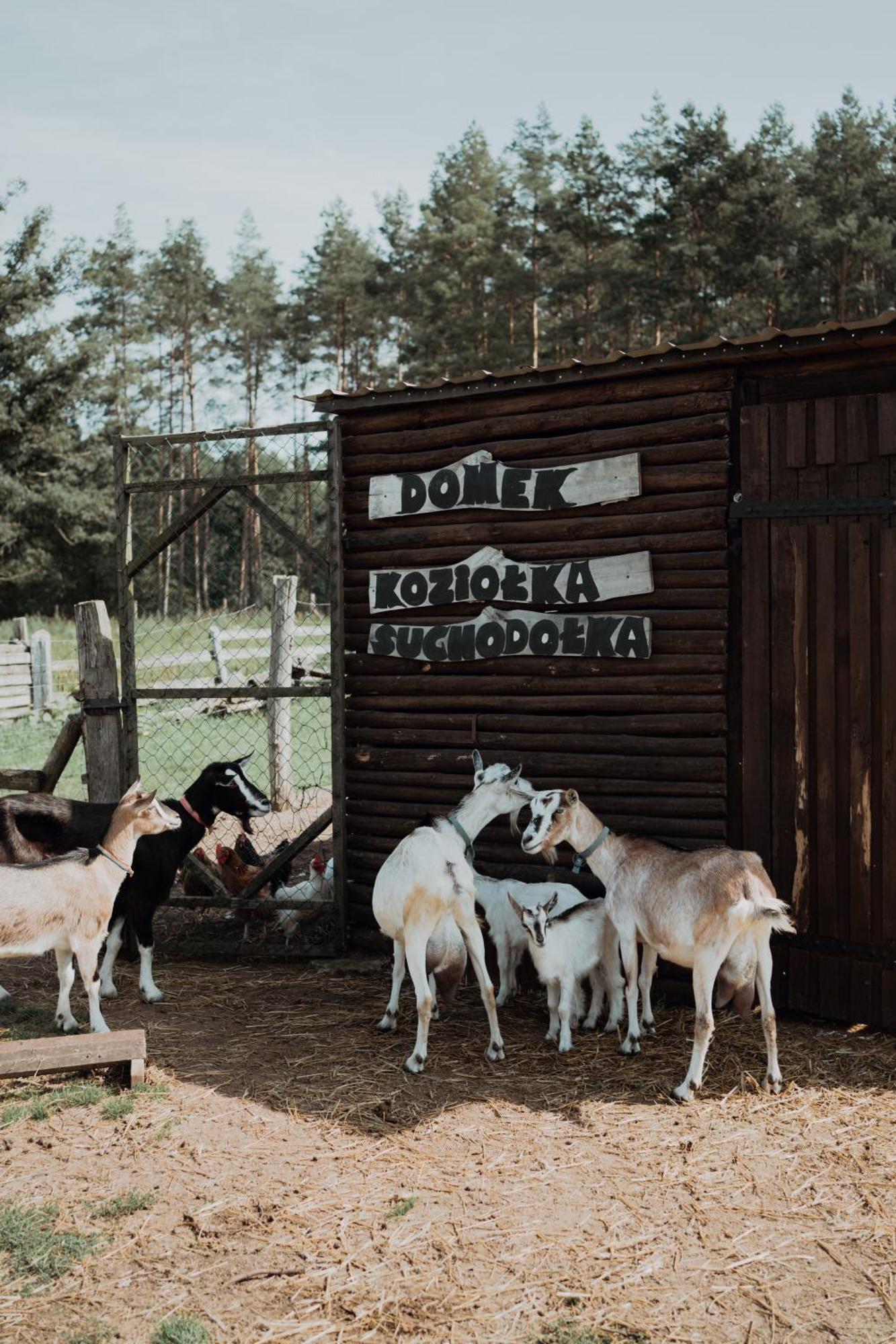 "Koziolek Suchodolek" Villa Brody Kültér fotó